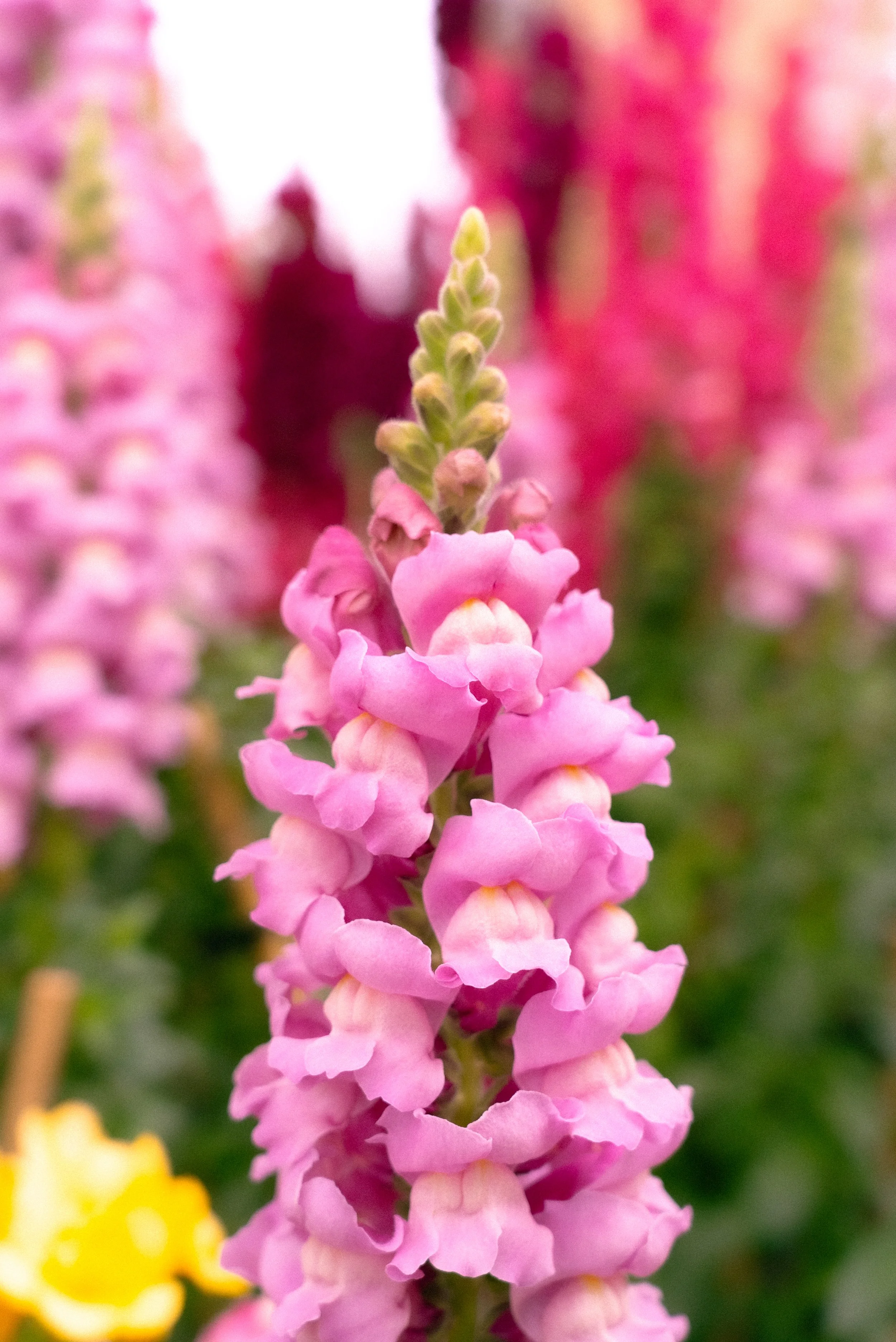 Close-up of a pink flower spike, likely a snapdragon, with blurred pink and purple flowers in the background.