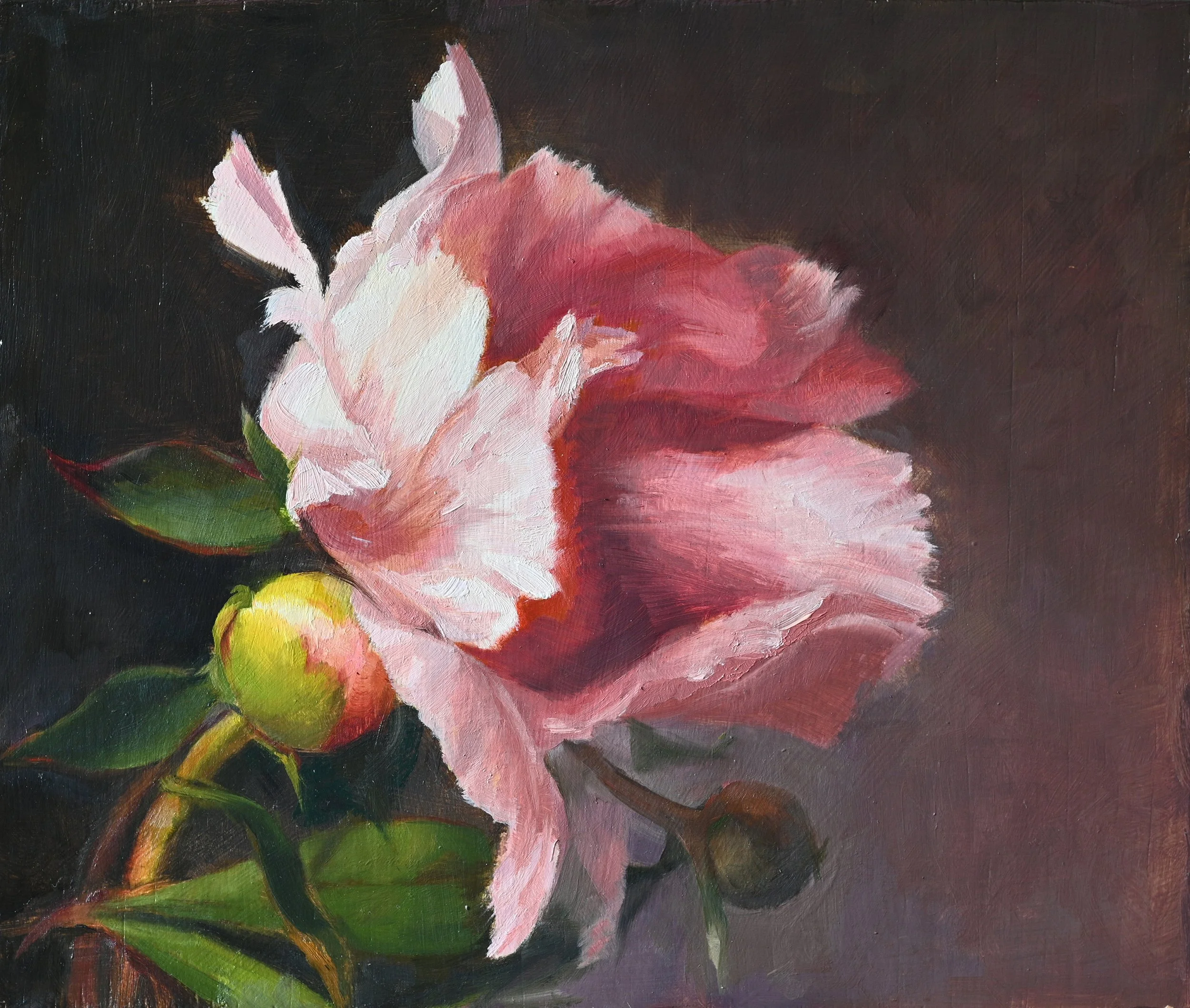 A Pink Peony