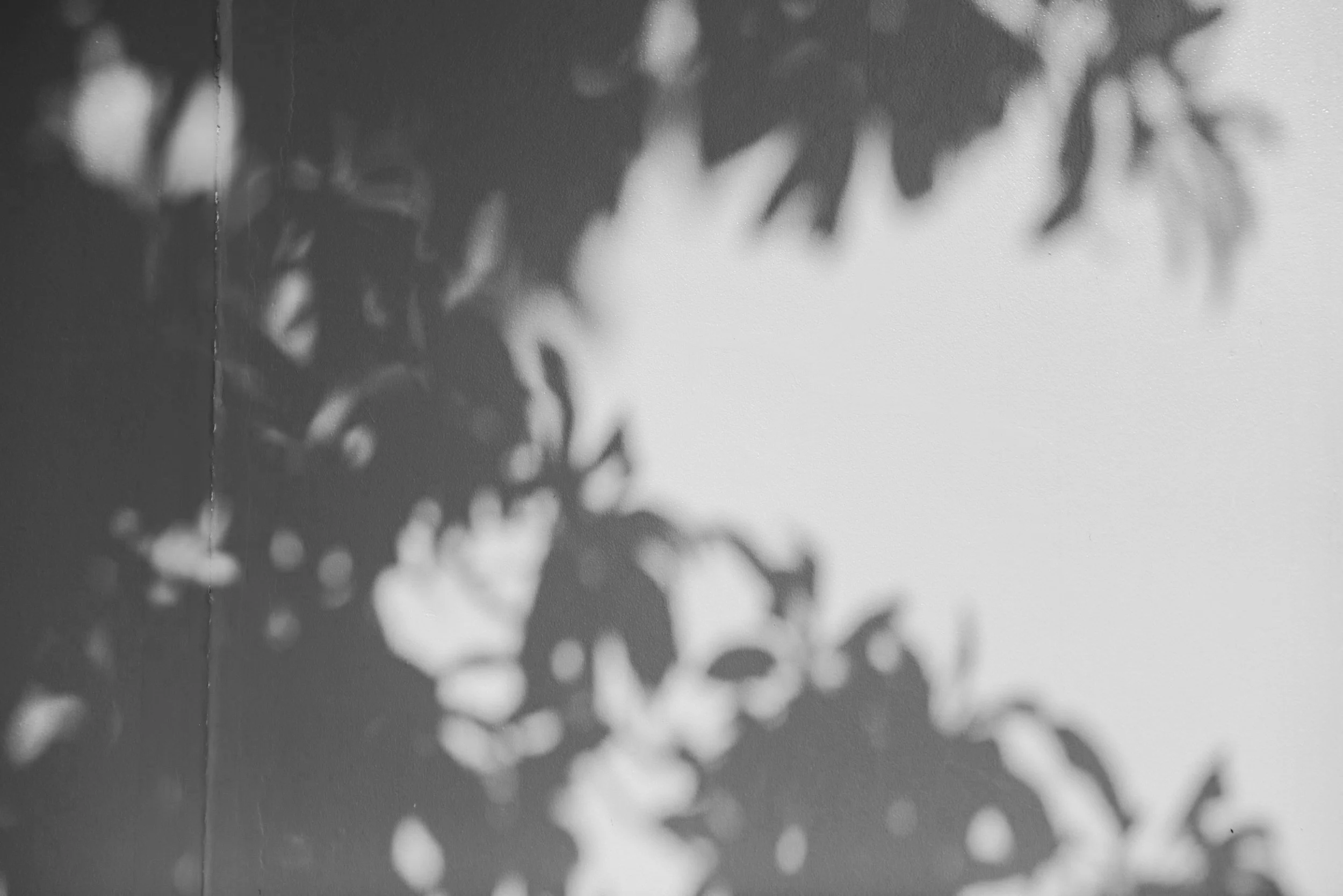 Shadow of leaves and branches cast on a wall.