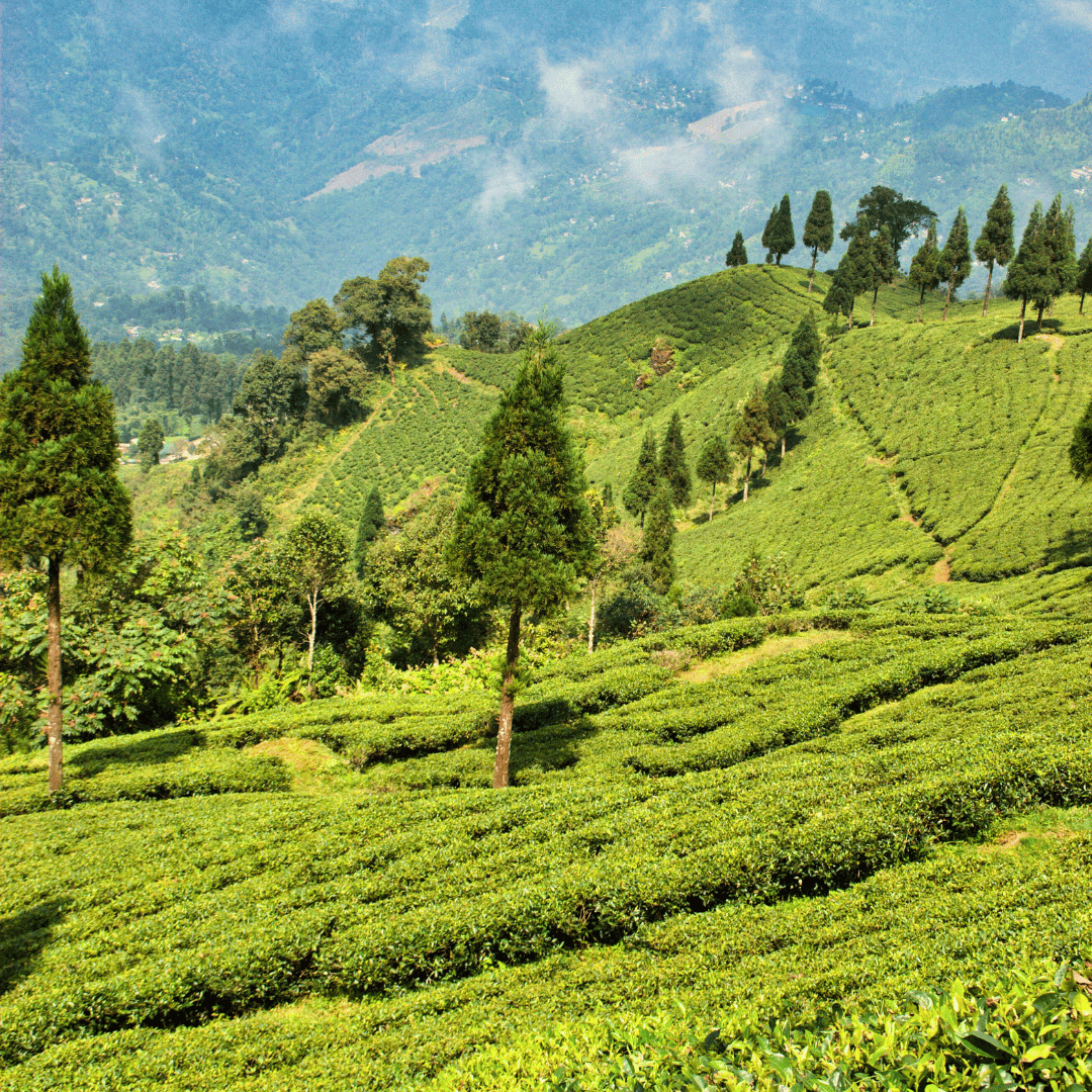 10 Days - Quintessential West Bengal