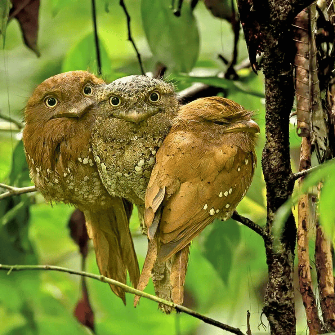 South India Birding Tour (3).png