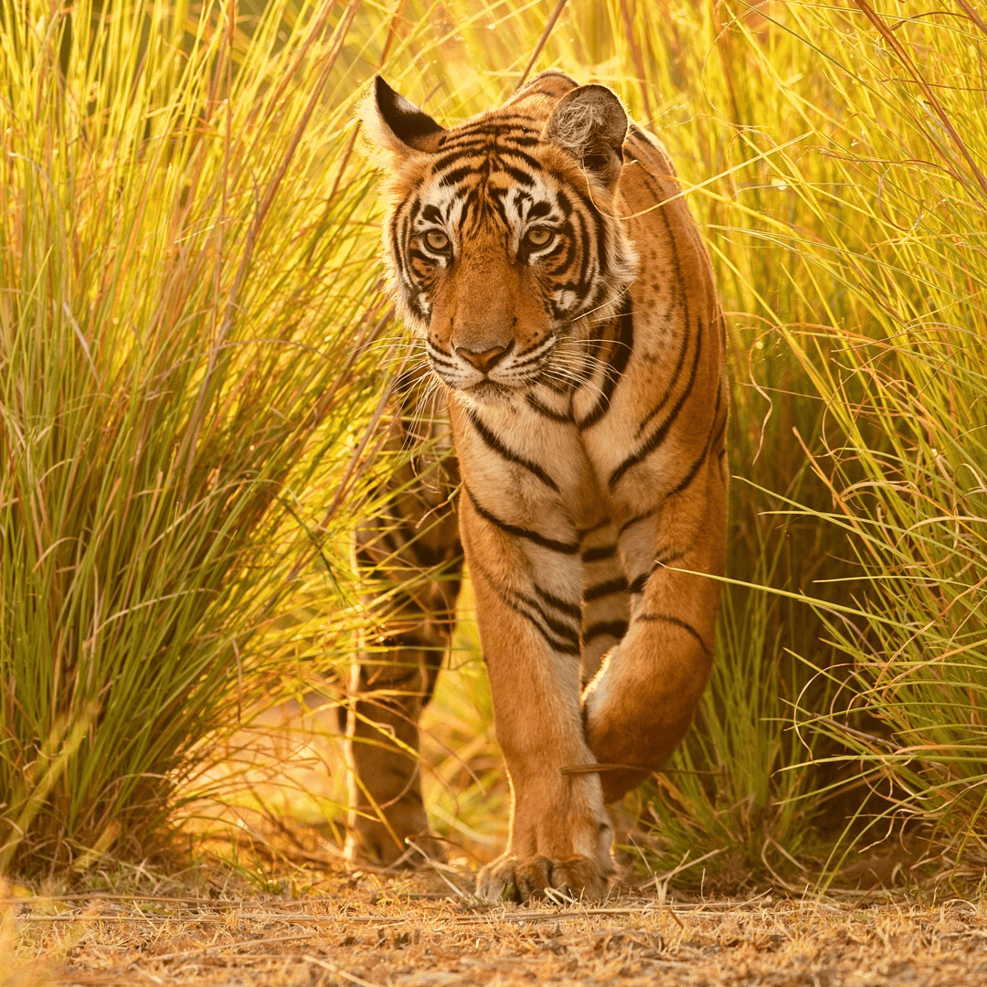 Maharajas Express Golden Triangle (4).png