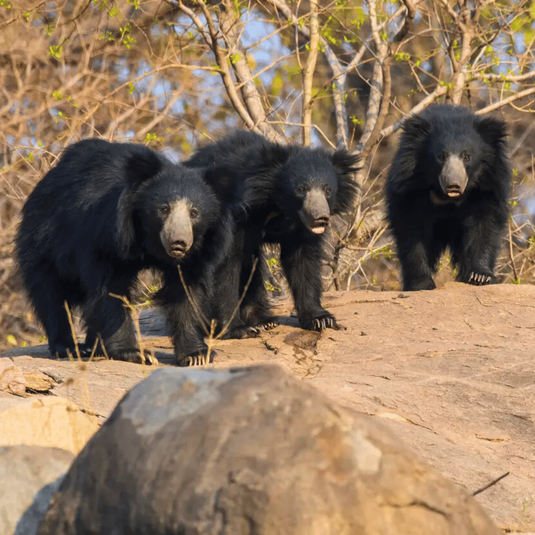 Ultimate India Wildlife Tour (3).png