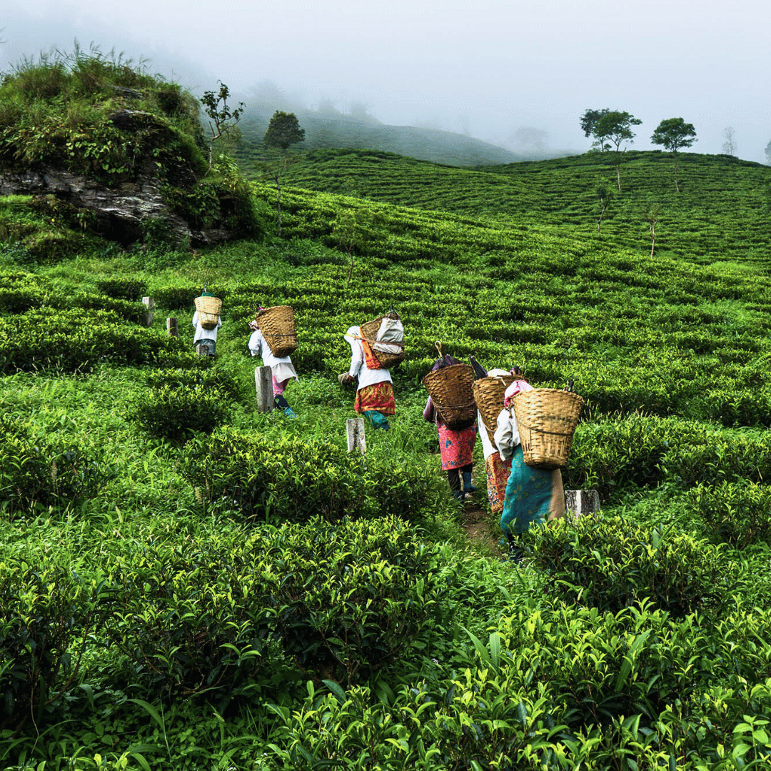 Classic South India (2).png
