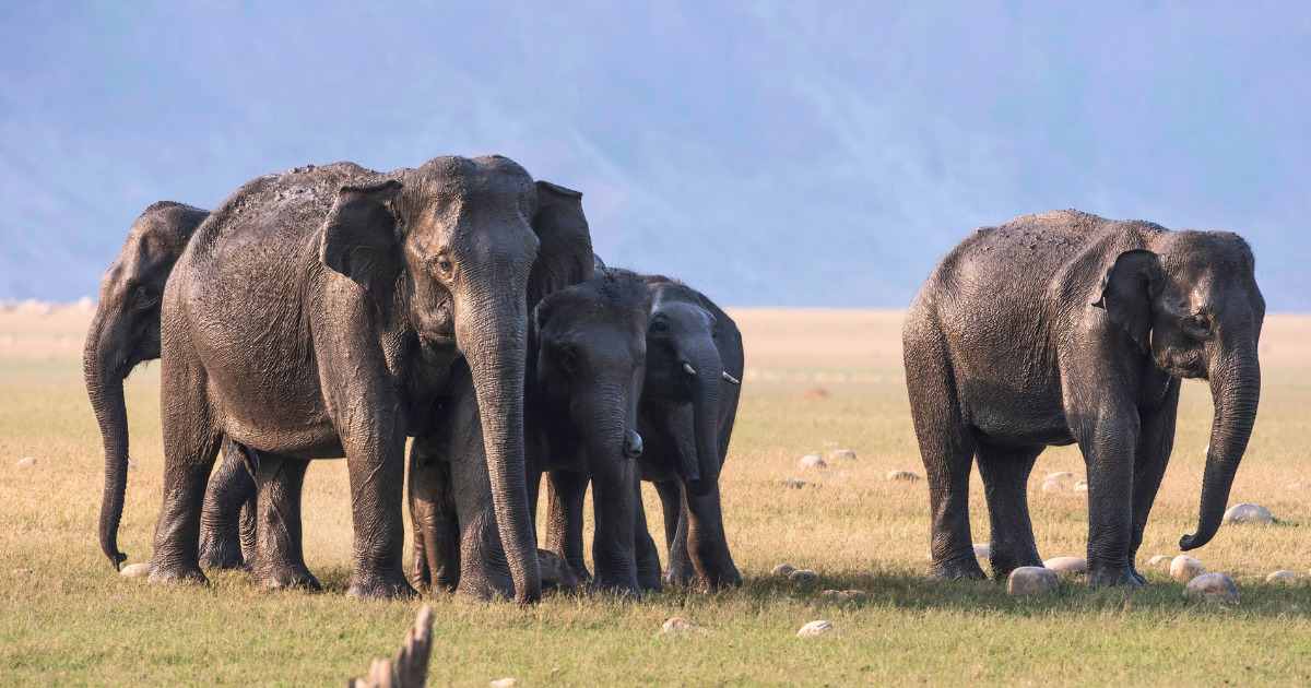Herd of Asian elephants with calves in open grassland, India