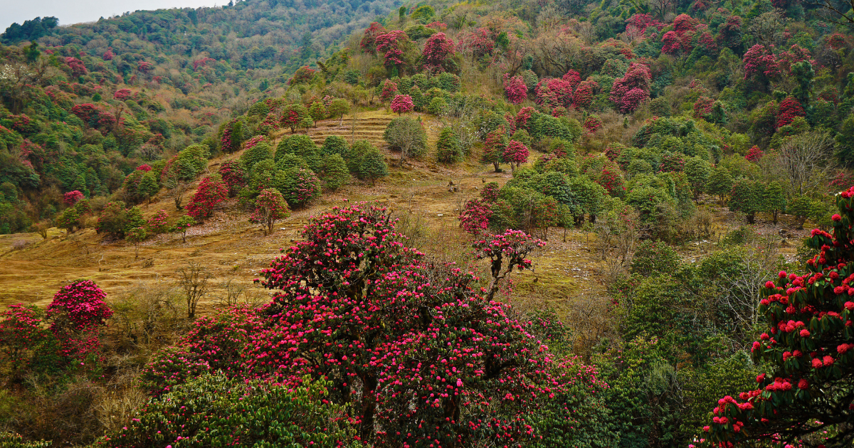 Deep pink rhododendron flowers in bloom against a clear blue sky in Sikkim