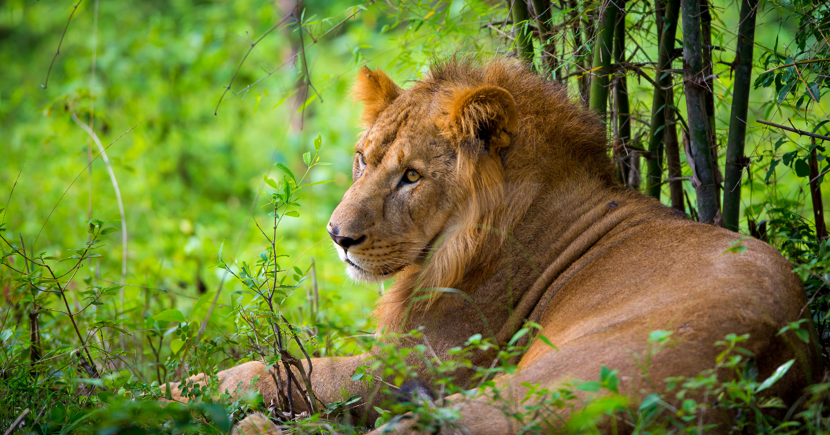 Asiatic lion resting in dense green forest in Gir National Park, Gujarat