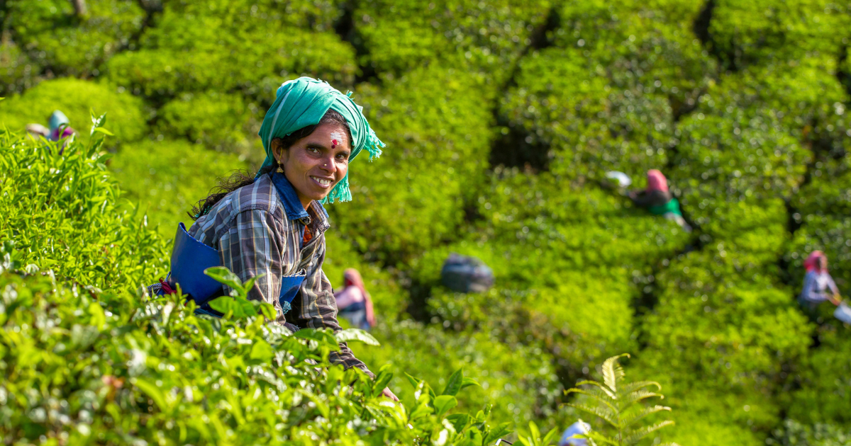 Why The Munnar Tea Museum Is Worth A Visit