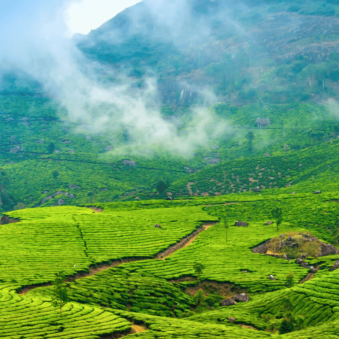Kerala Walking Tour (3).png