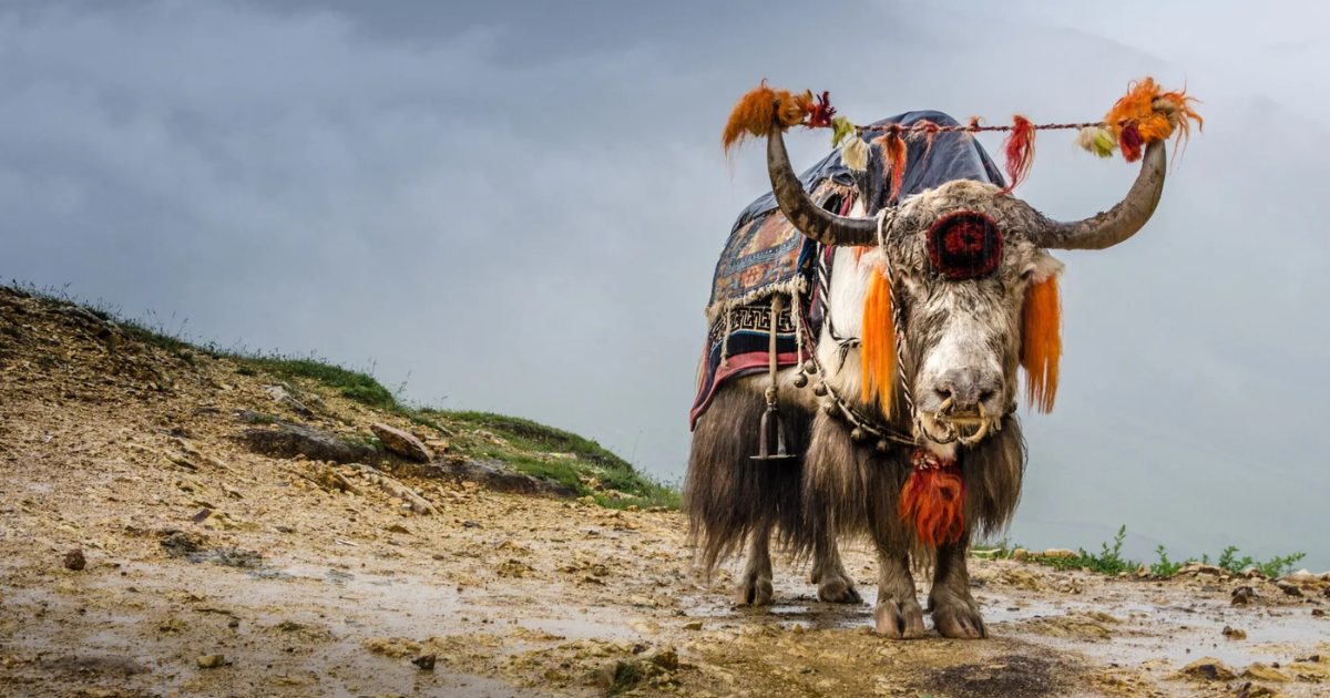 A decorated yak with colourful tassels and a traditional saddle on a high-altitude trail in Sikkim