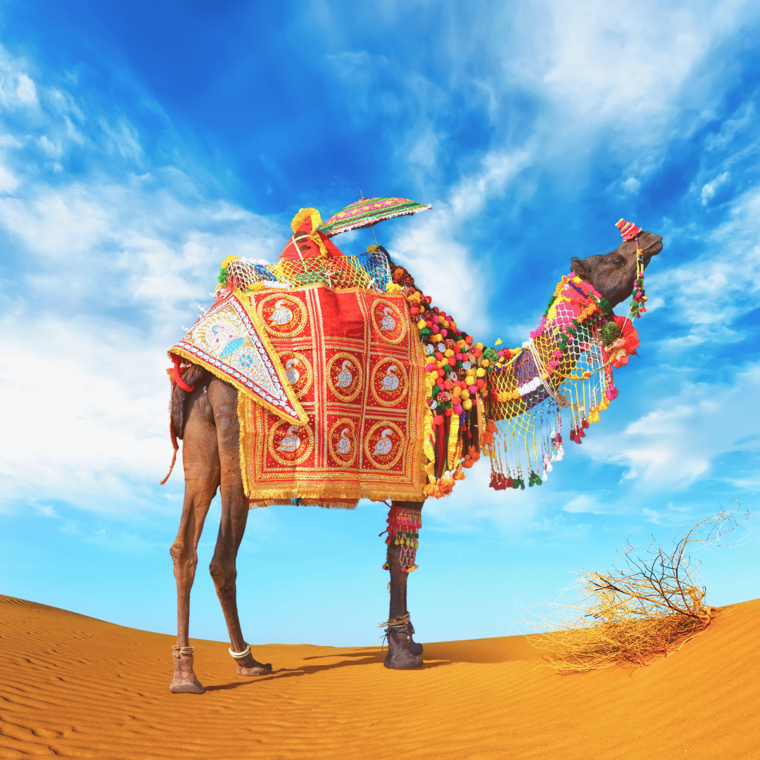Classic Rajasthan (5).png