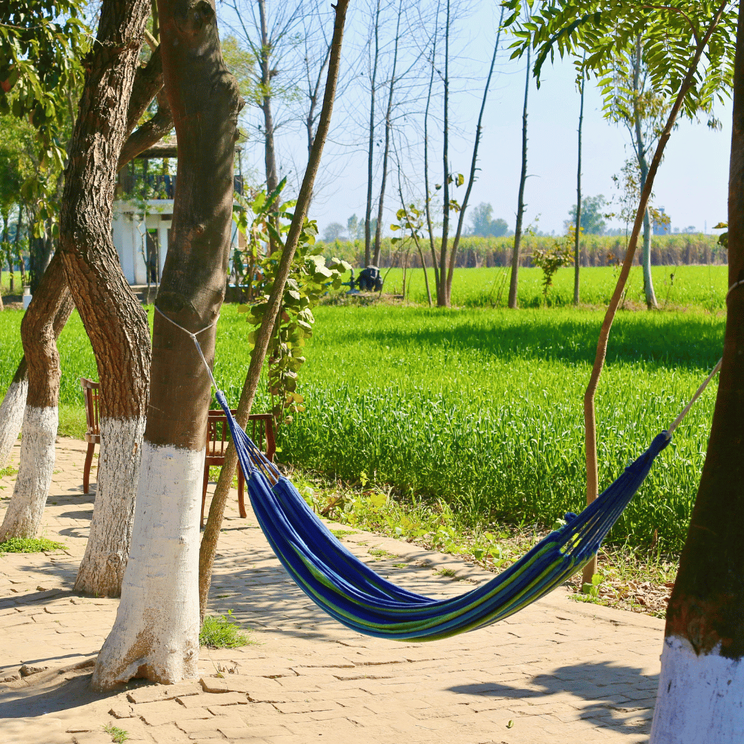 Quintessential Punjab (3).png