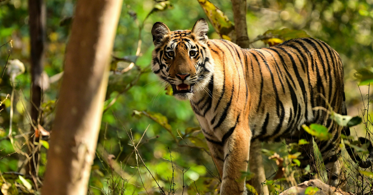 Bengal tiger walking through forest undergrowth in central India