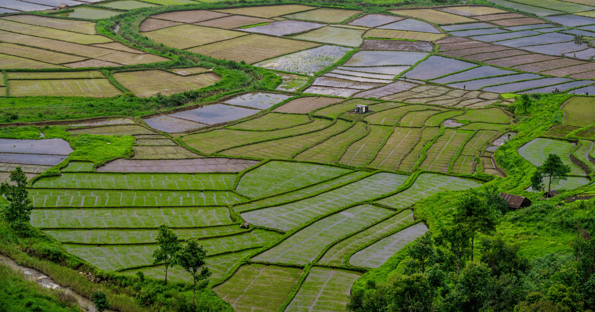Rice Fields In Meghalaya, North East India