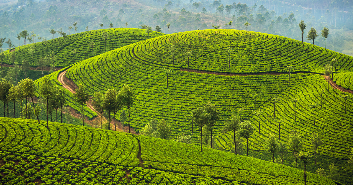 Rows of tea curving over the hills of Munnar in the Western Ghats