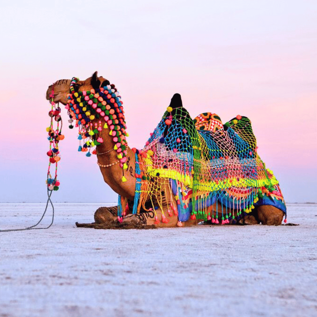 Gujarat Textile Tour (4).png
