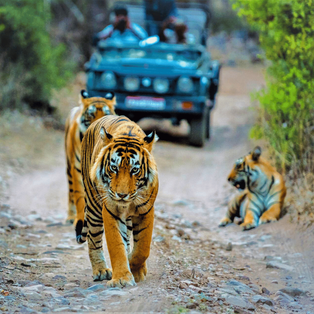 3 - Backroads Of Rajasthan.png