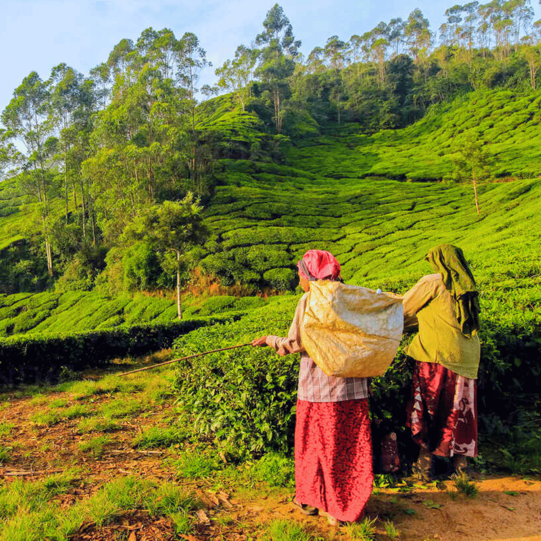Western Ghats Walking Tour (6).png