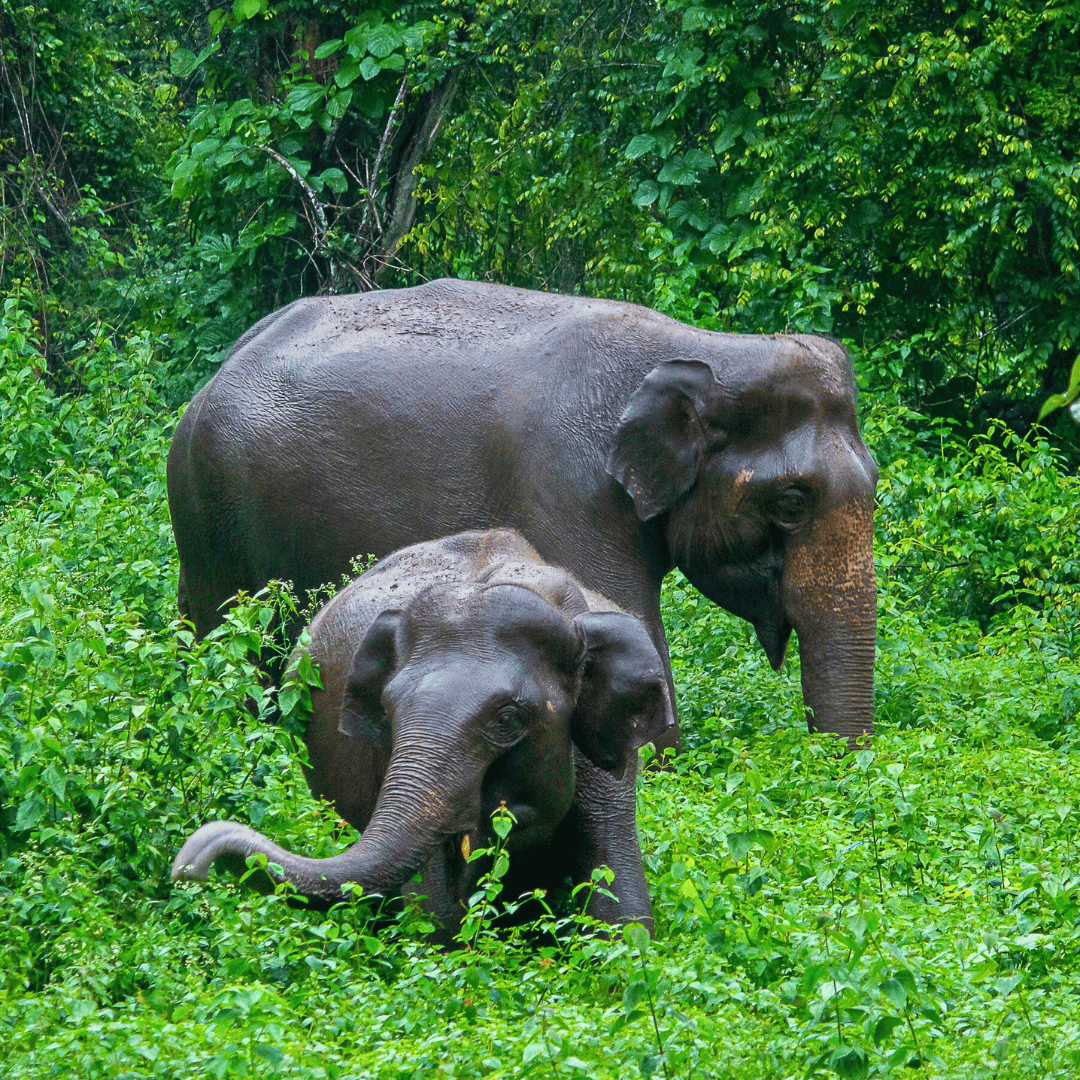 Backroads Of South West India (5).png