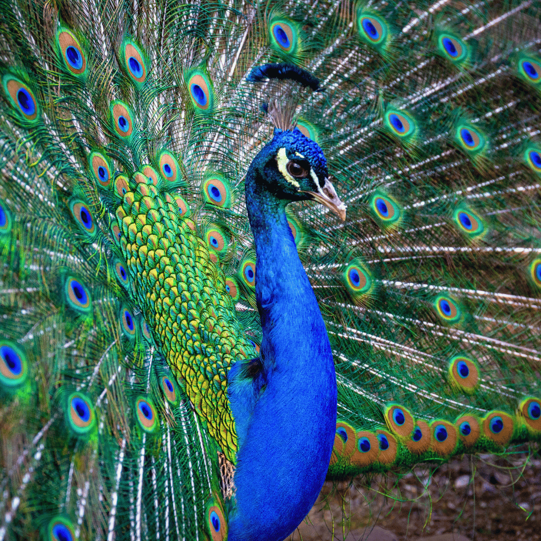 8 Days - South India Birding Tour