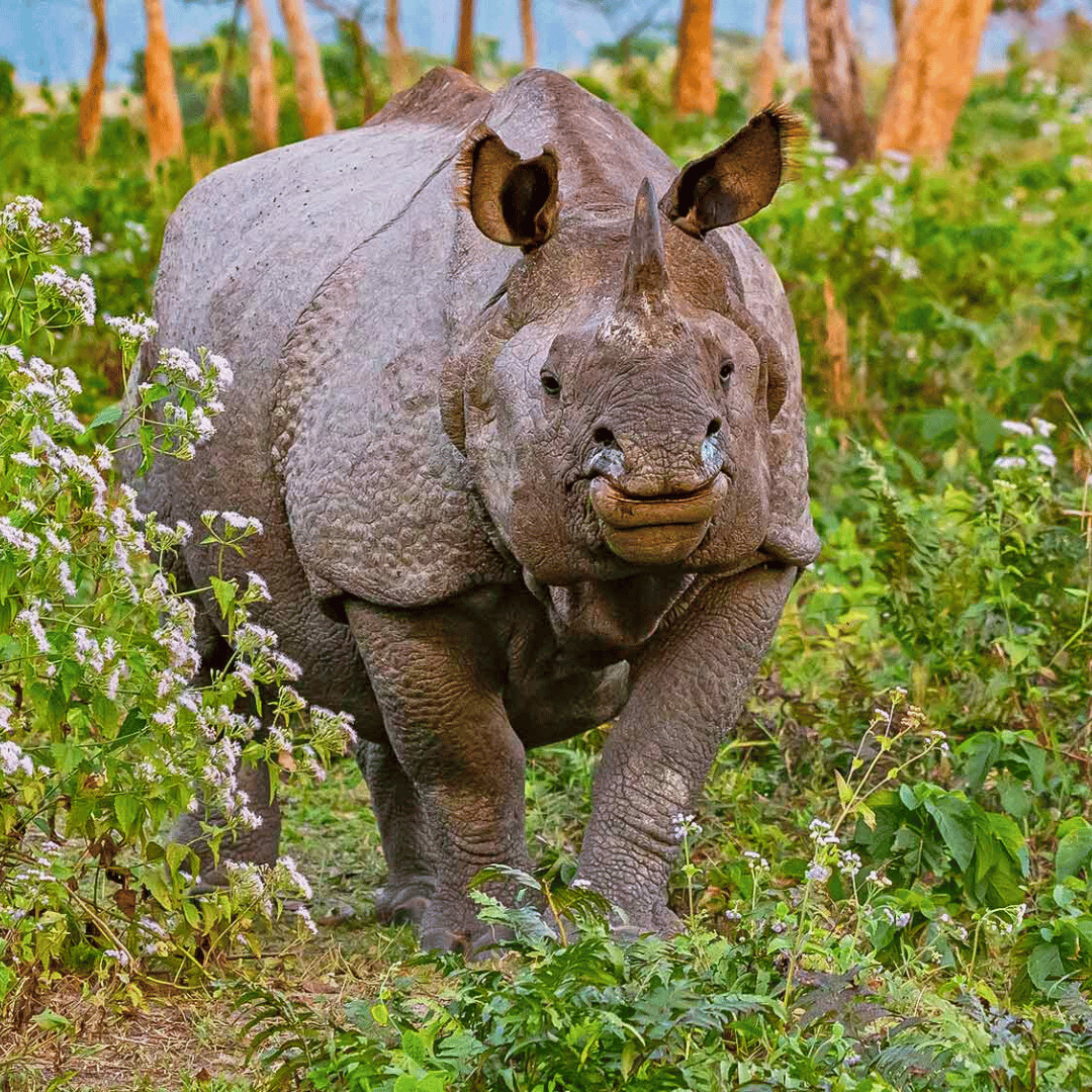 A hybrid creature with the body of a rhinoceros and the head of a bear standing in a green, woodland area.