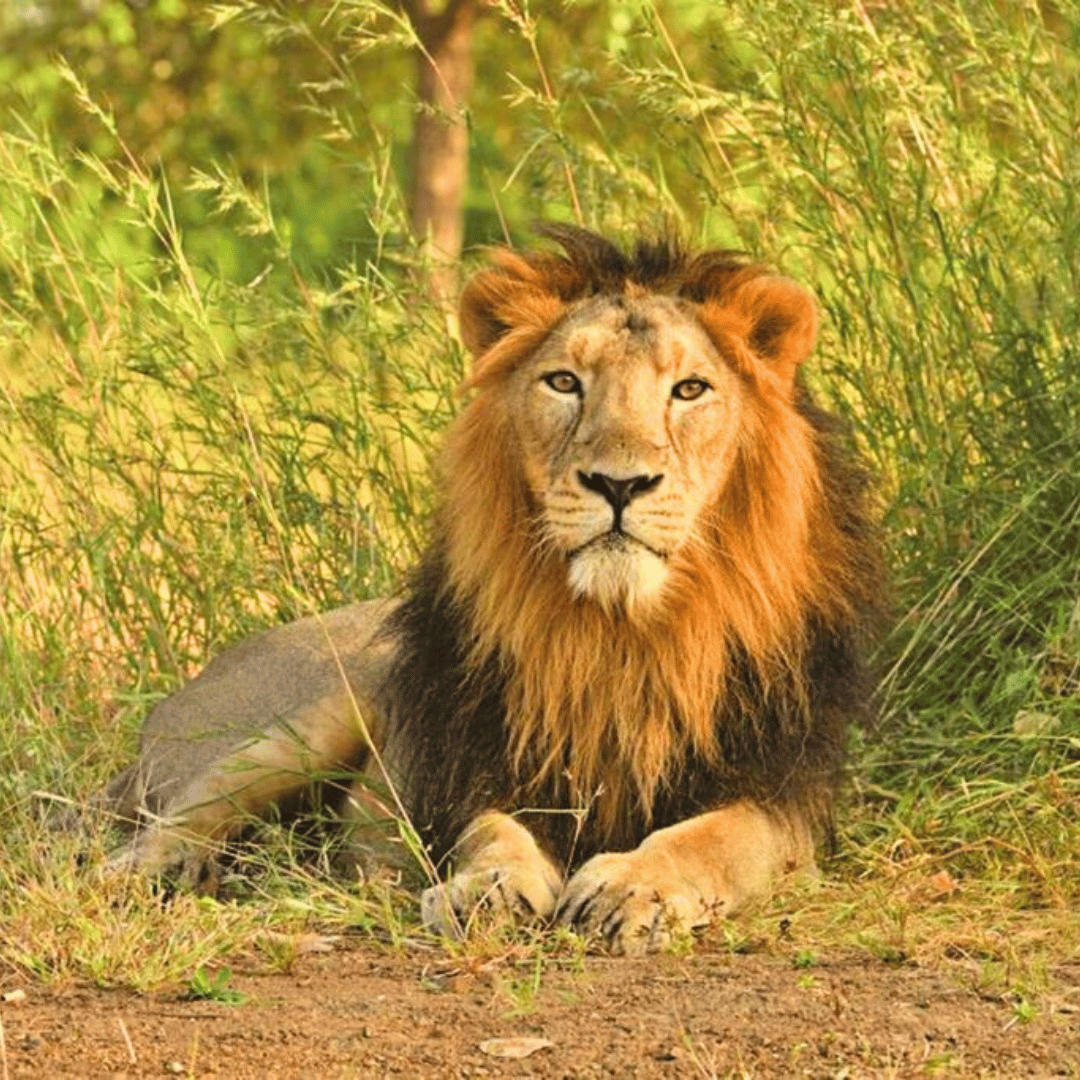 A lion resting on the ground in a grassy area with green vegetation.