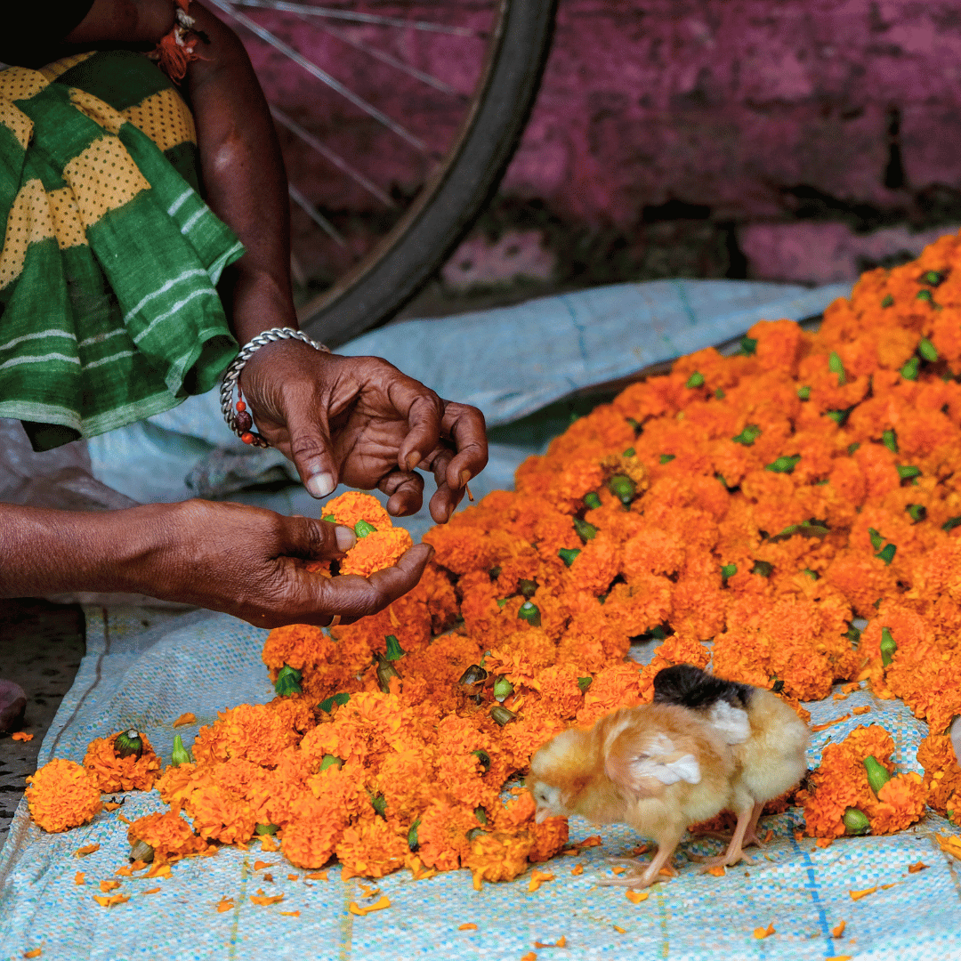 6 - Quintessential West Bengal.png