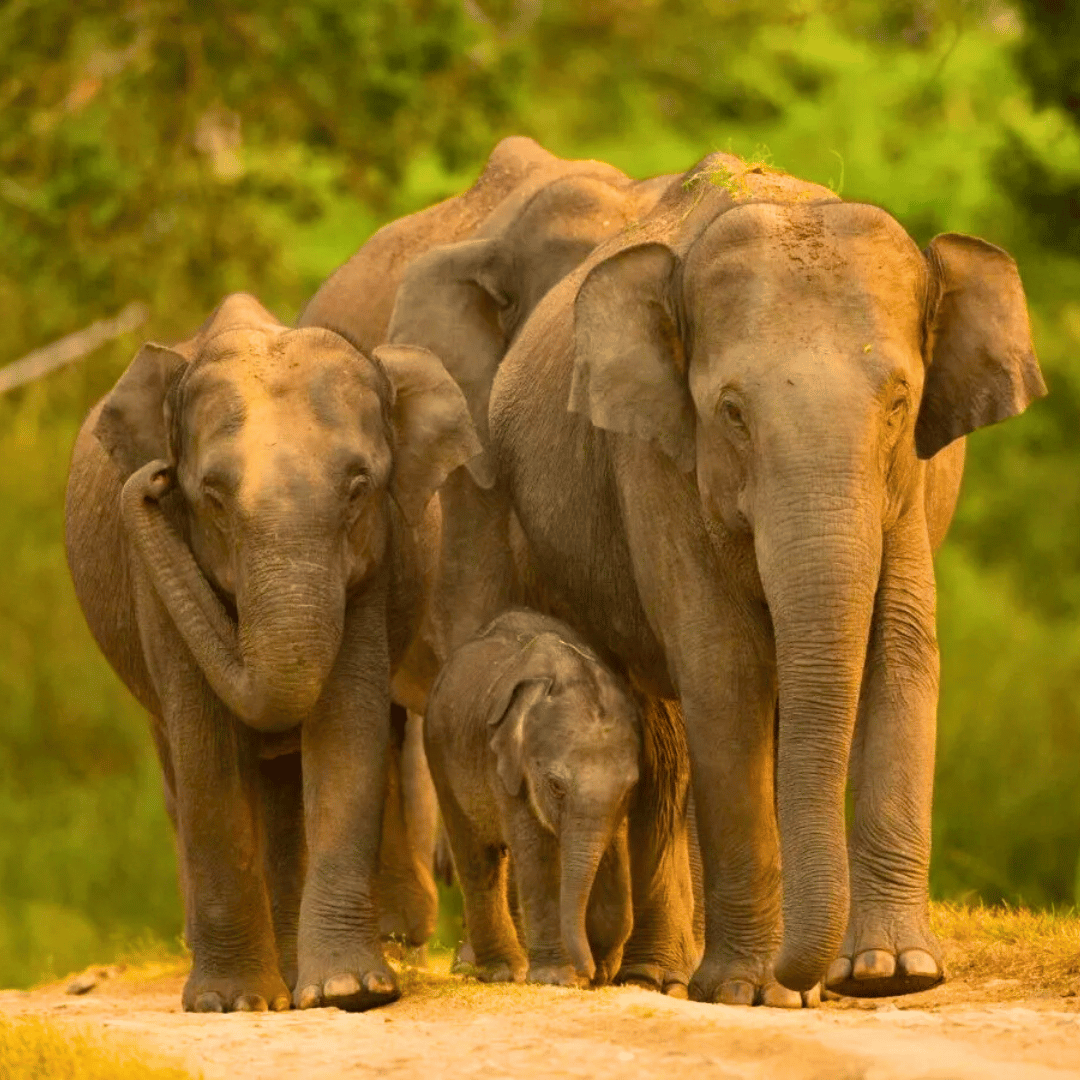 South India Family Explorer (4).png