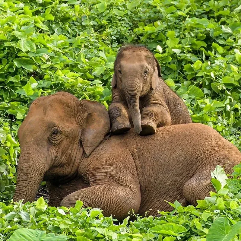 Kerala-Wildlife-Tour.webp