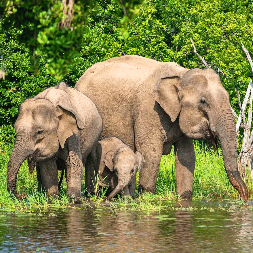 Brahmaputra River Cruise (4).png