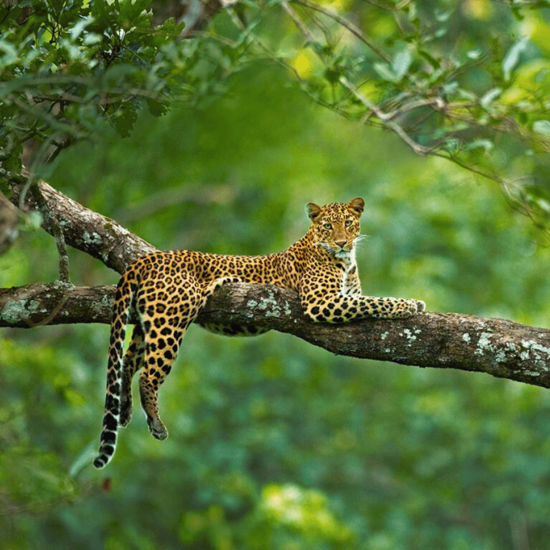 Ultimate India Wildlife Tour (2).png