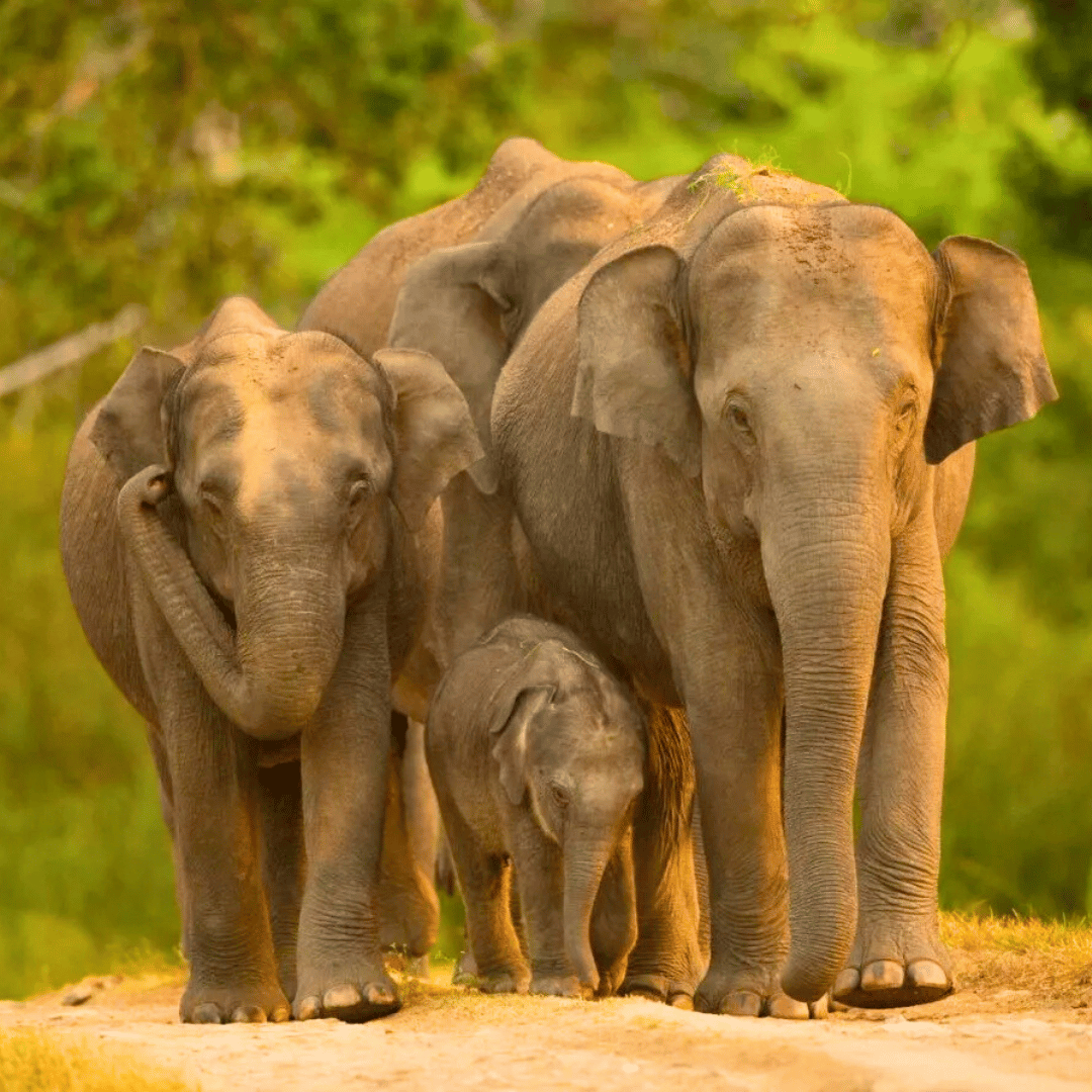 A family of four elephants walking together on a dirt path in a lush green forest.