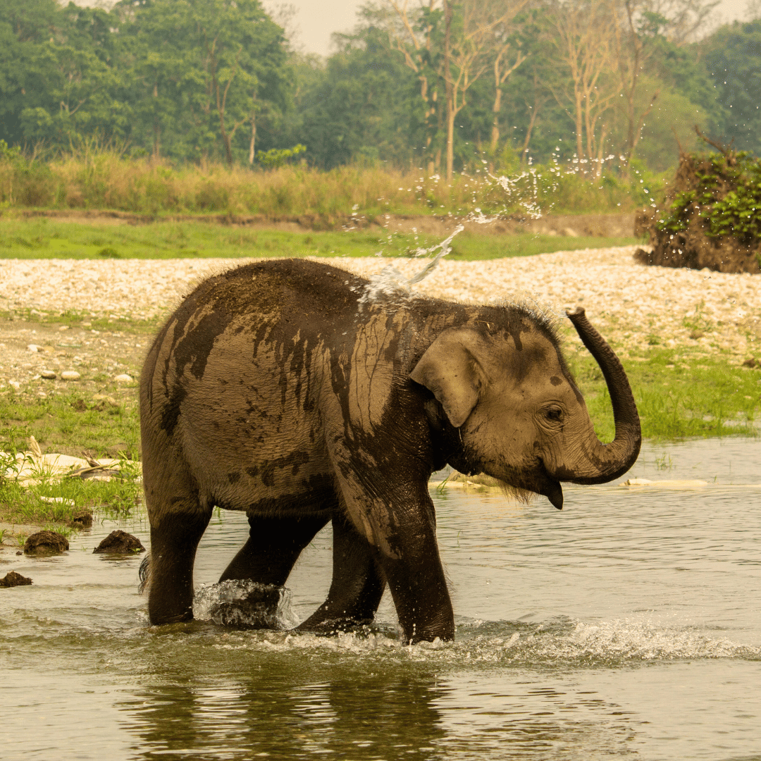 Kerala Walking Tour (6).png