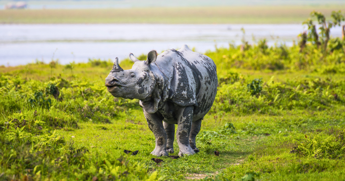 Greater one-horned rhinoceros in the grasslands of Kaziranga National Park, Assam