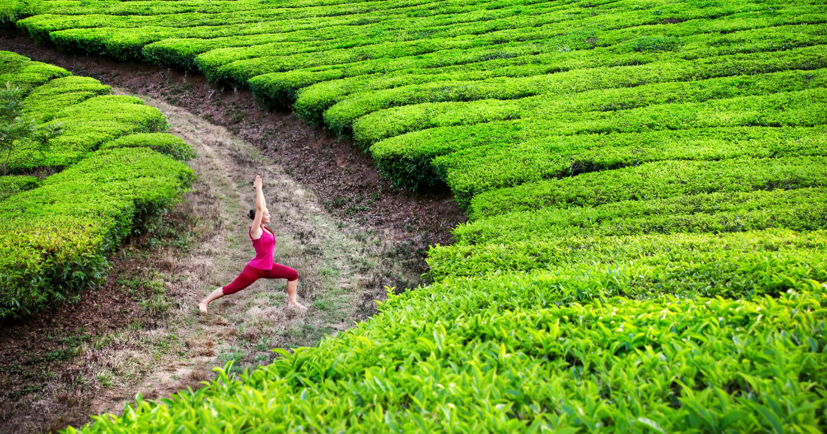 Yoga practitioner in a warrior pose among tea plantations in Munnar Kerala