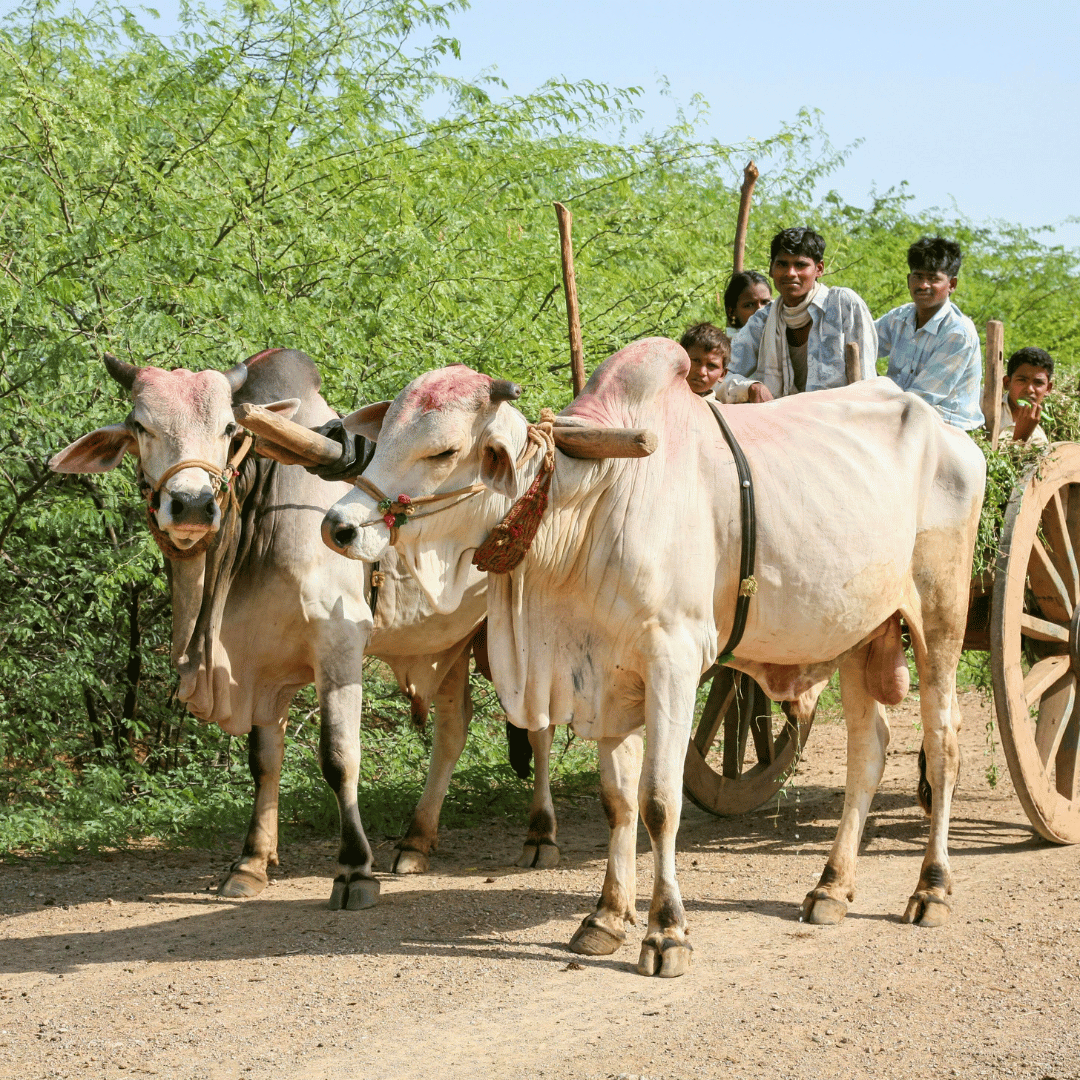 Classic South India (6).png