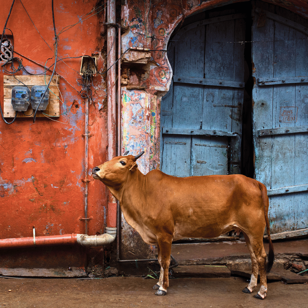 6 - Backroads Of Rajasthan.png