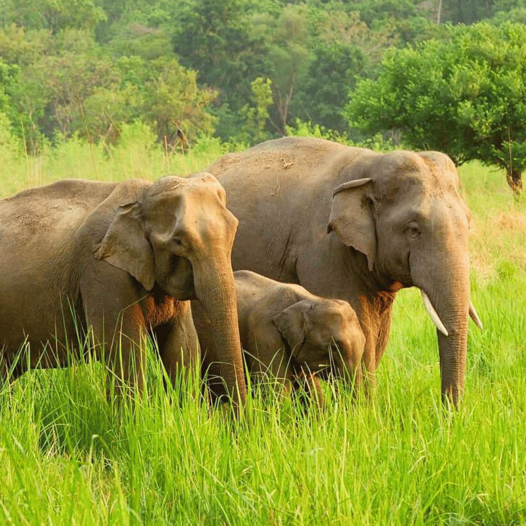 Quintessential Kerala (3).png