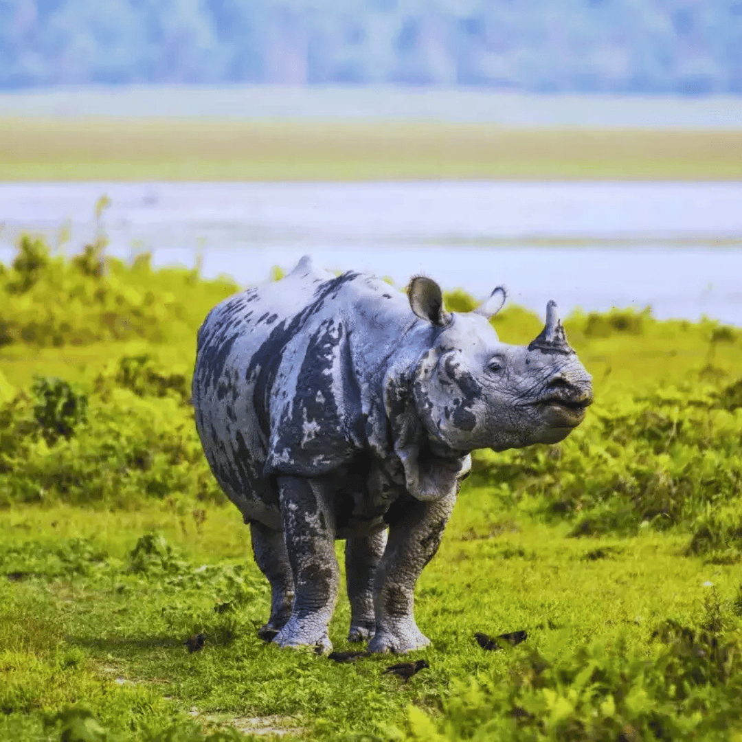 11 Days - Quintessential North East India