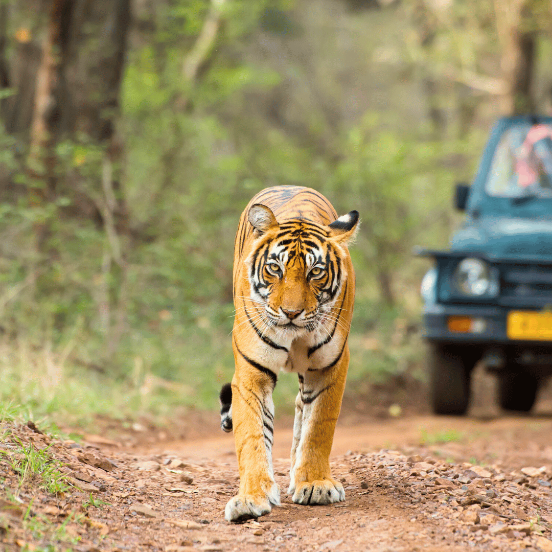 Ultimate India Wildlife Tour (5).png