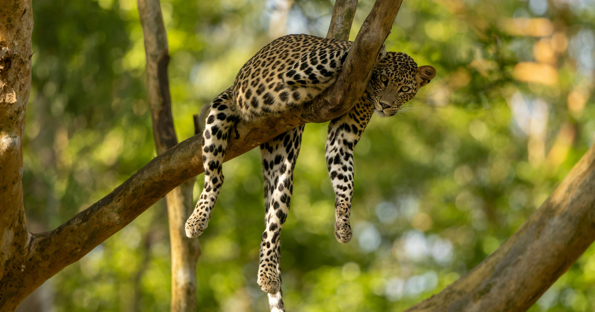 Indian leopard resting on a tree branch in dappled forest light