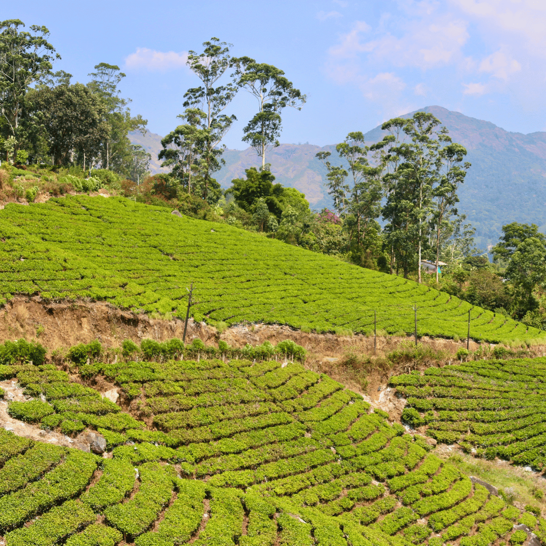 Quintessential Kerala (5).png