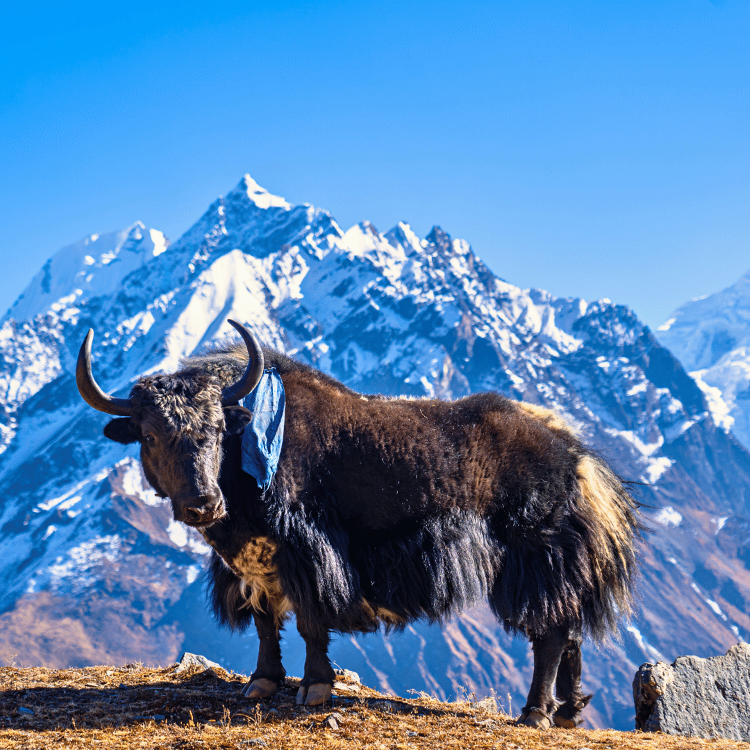 Markha Valley Trek (3).png