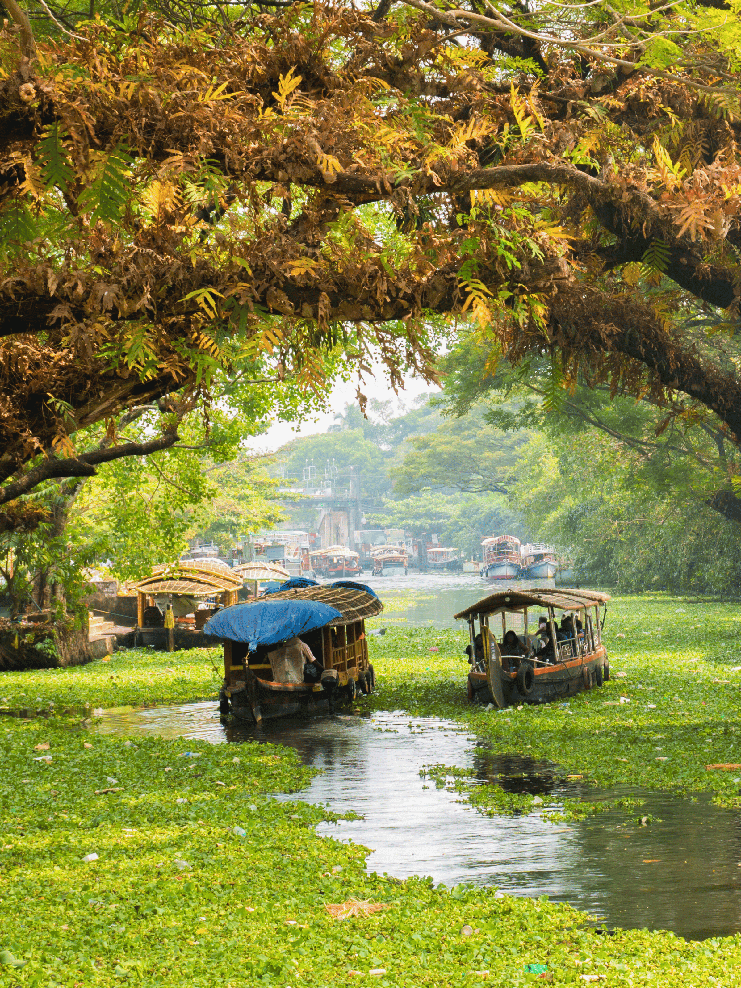 Wooden boats with canopies on a canal surrounded by lush green foliage and overhanging tree branches.