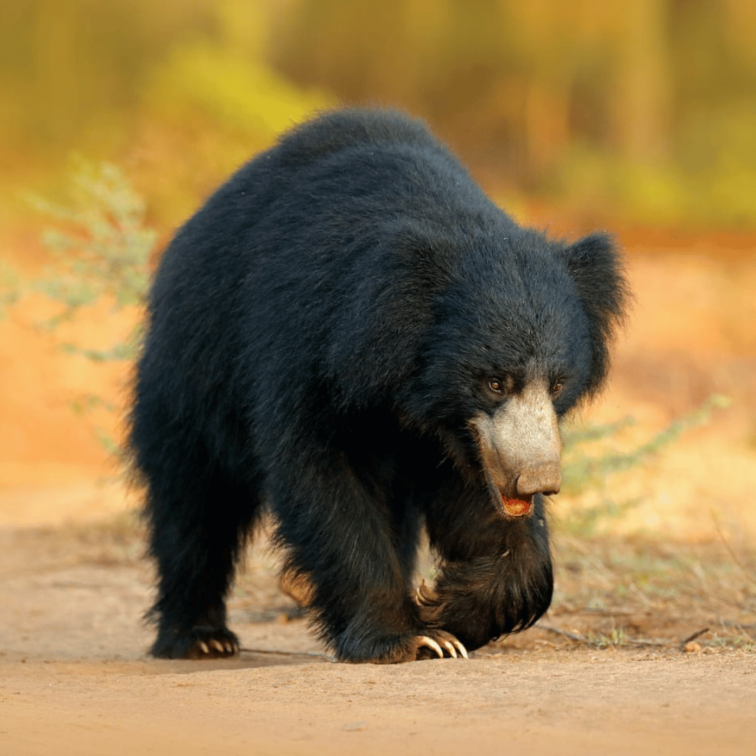 A brown and black bear walking on a dirt path in a natural outdoor setting with fall foliage in the background.