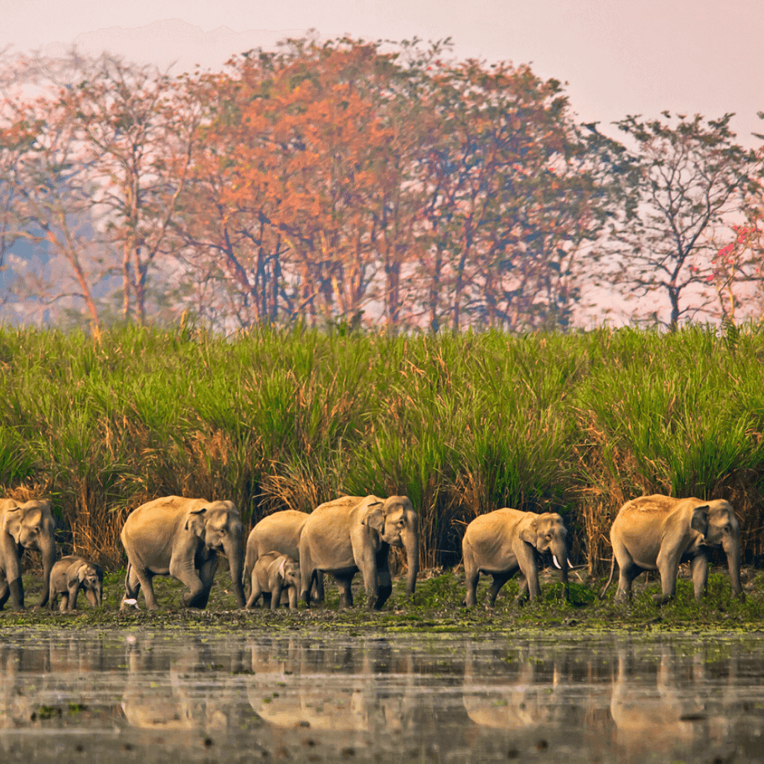 16 Days - Ultimate India Wildlife Tour