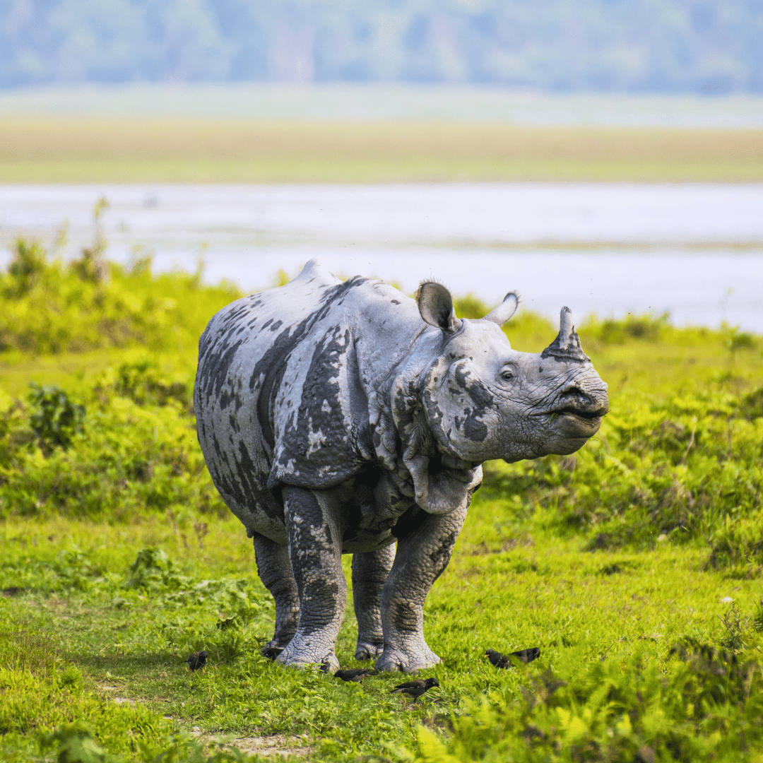 Brahmaputra River.png
