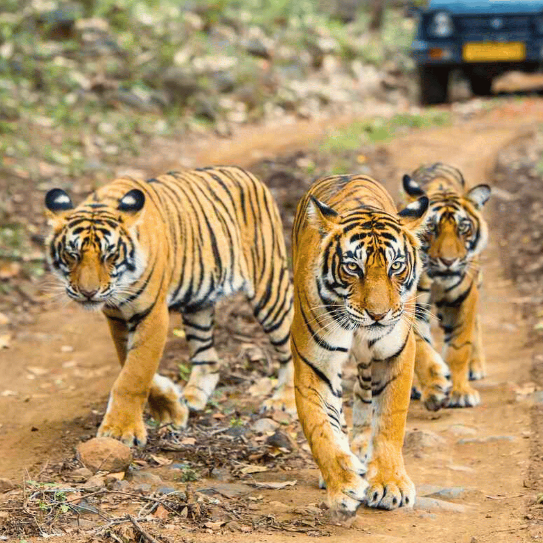 India Wildlife Tour packages from Australia