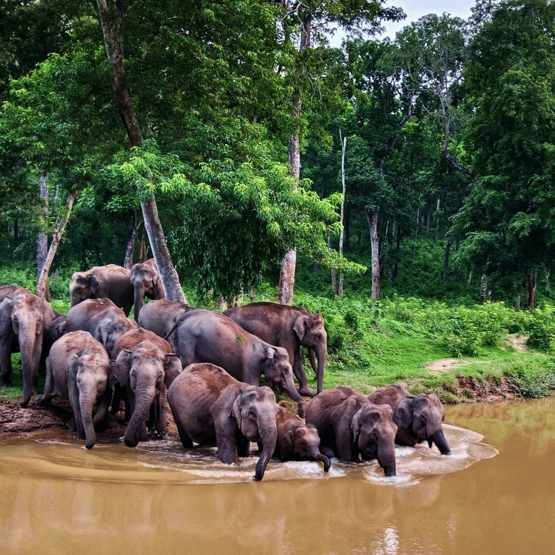Backroads Of Kerala & Karnataka (4).png