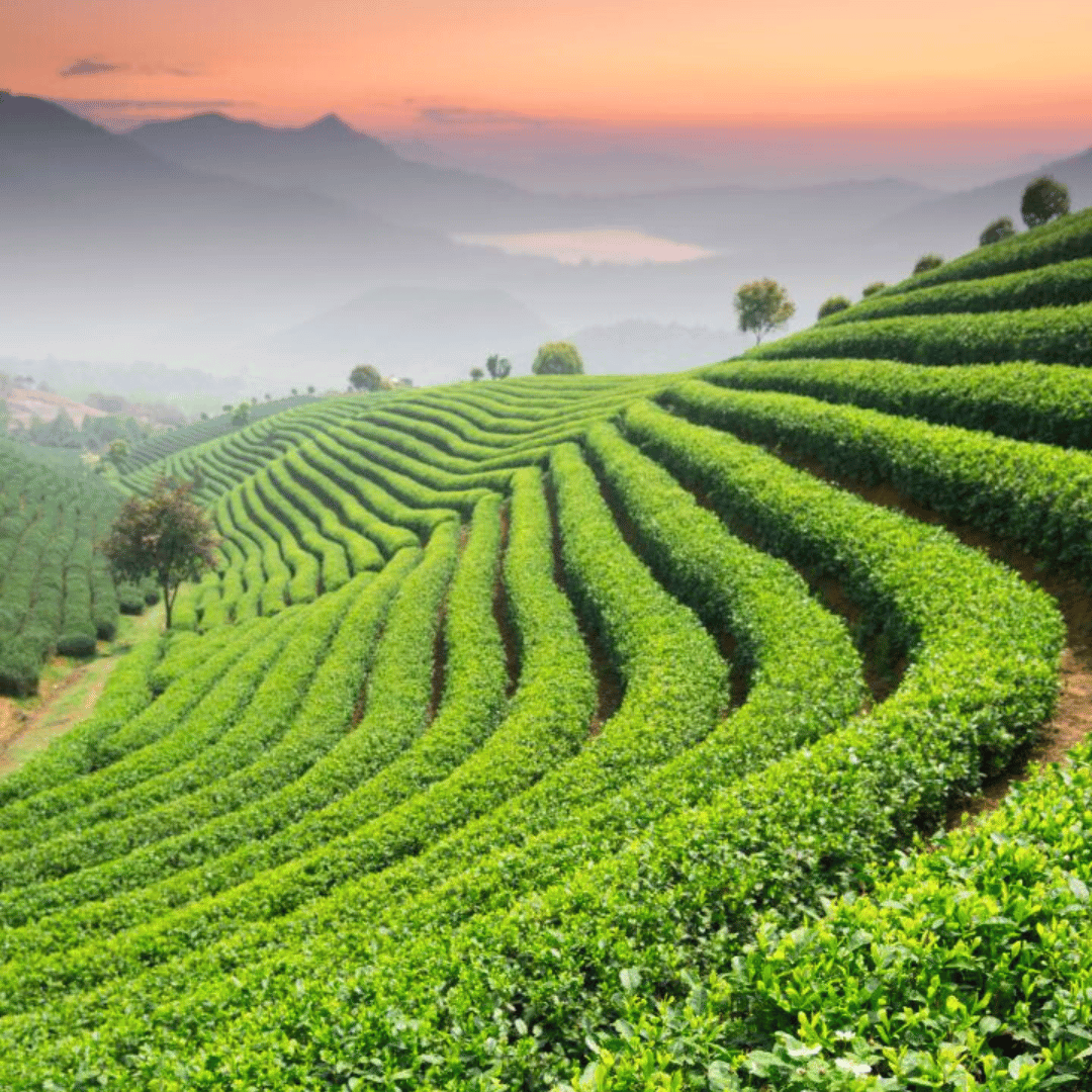 West Bengal & Sikkim Walking Tour (6).png